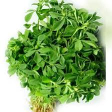 Fenugreek leaves/Methi